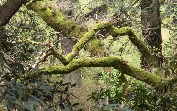 Bois des Moutiers (45) Mai 2012